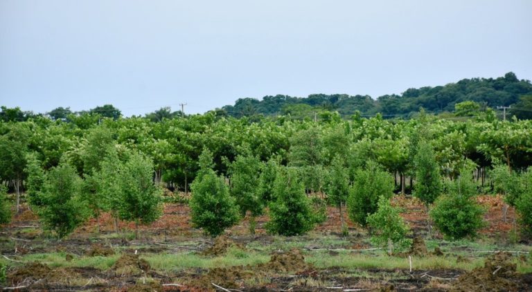 Área de siembra del vivero .