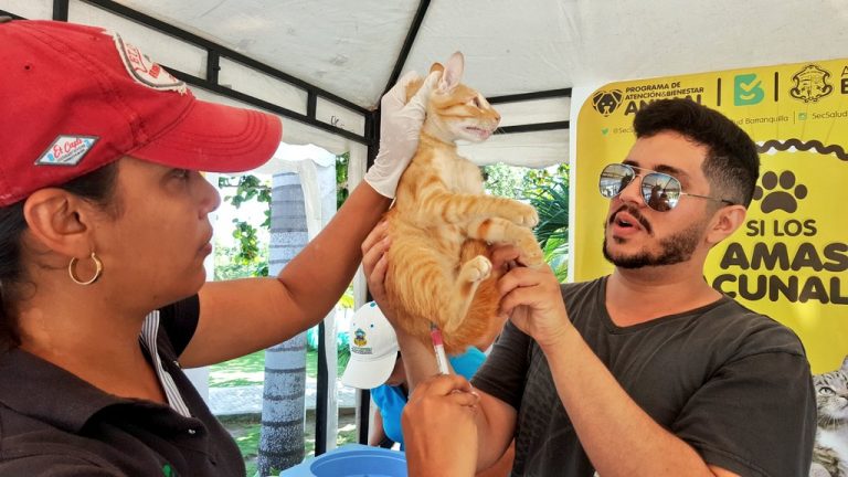 vacunacion de felino en jornada de la Alcaldía