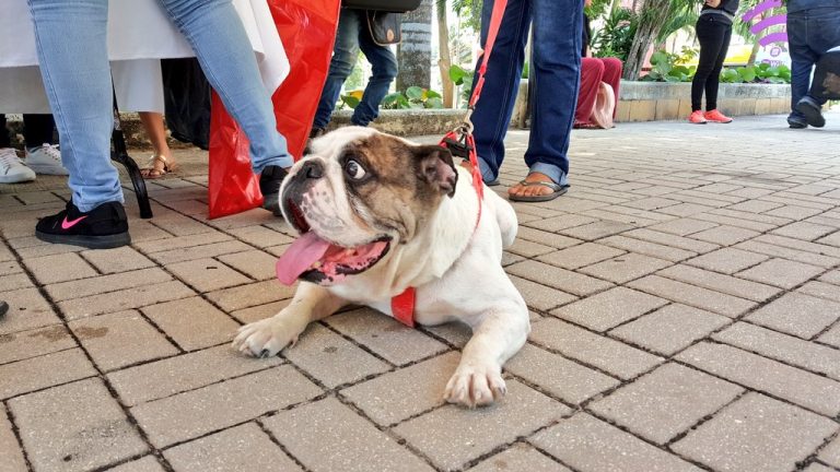 Vacunación mascotas