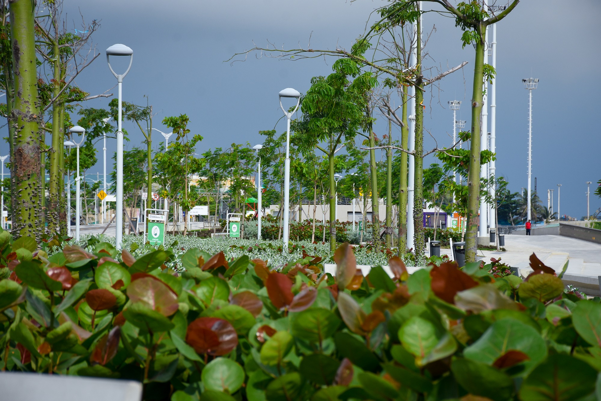 Arboles Barranquilla - Siembra Barranquilla - Bosques Urbanos