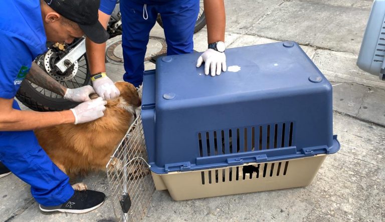 Los animales recibiendo tratamiento veterinario para saber en qué condiciones están.