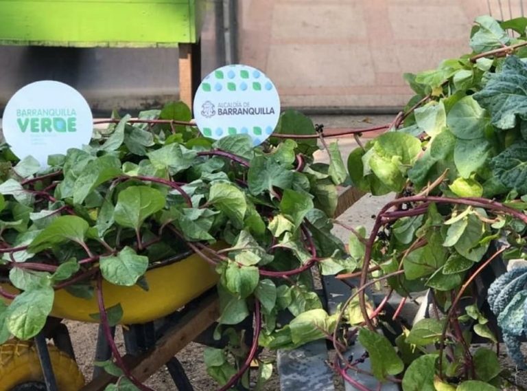 Plantacion de frutas con logo de Barranquilla verde