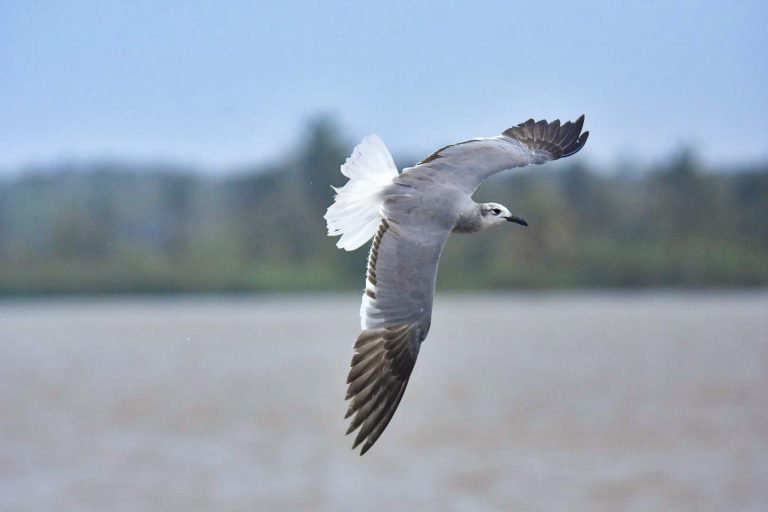 Ave volando sobre la el rio Magdalena