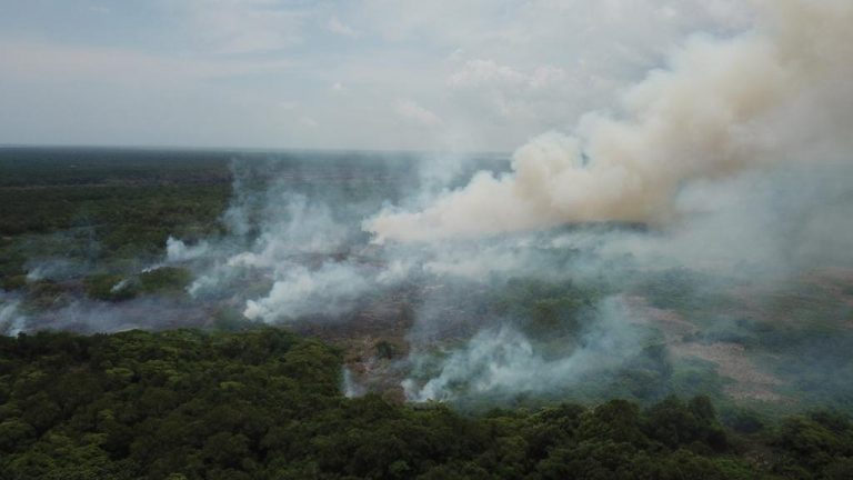 Incendio en bosque tropical