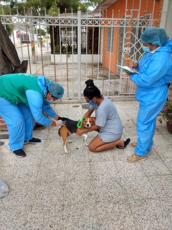 Vacunación a perro