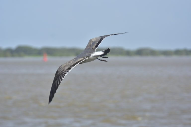 Gaviota sobre el río