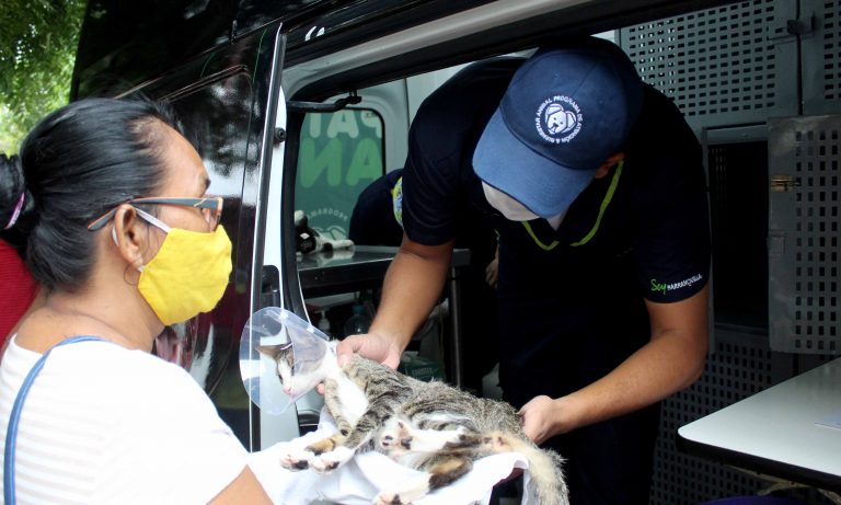 Esterilización gato