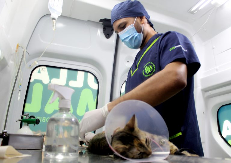 Veterinario operando gato