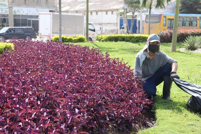 Trabajador en jardín de flores