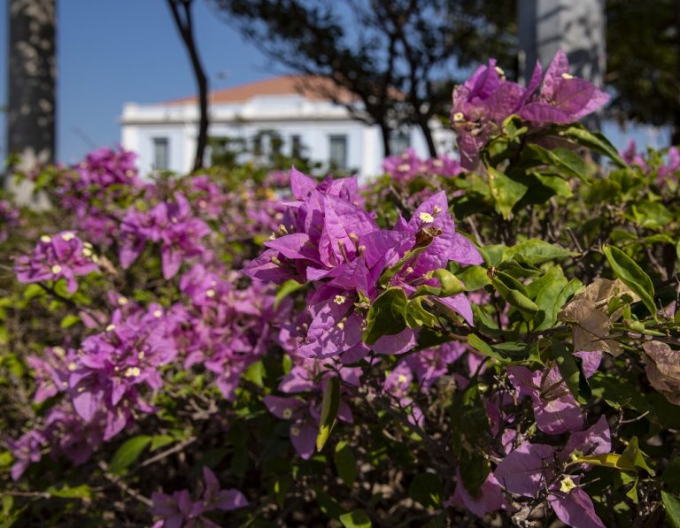 Primer plano de flores de jardín en la Intendencia Fluvial