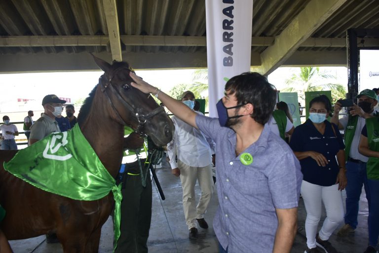 Alcalde tocando frente del caballo