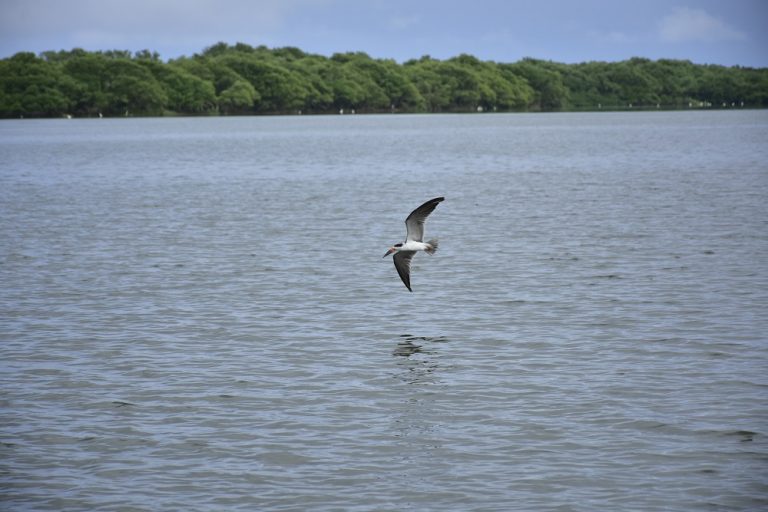 Aves en el rio magdalena