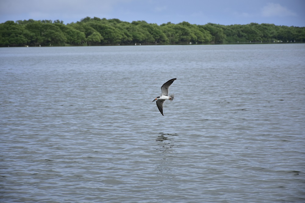 Pájaro volando en la Cienaga de Mallorquín