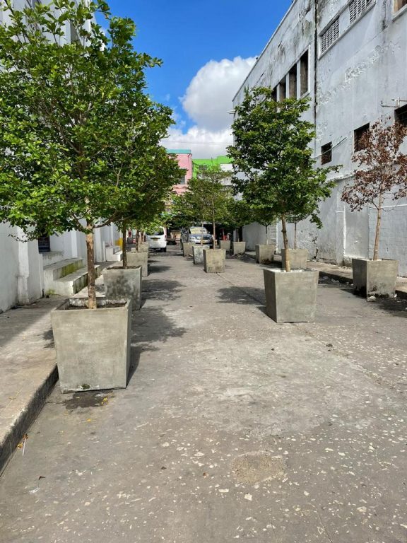 Arborización en San Nicolás