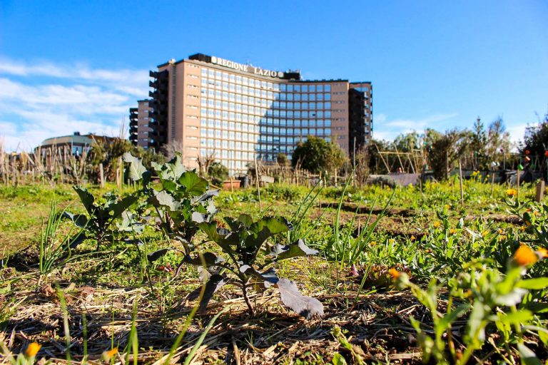 Panoramica de una huerta comunitaria en Roma