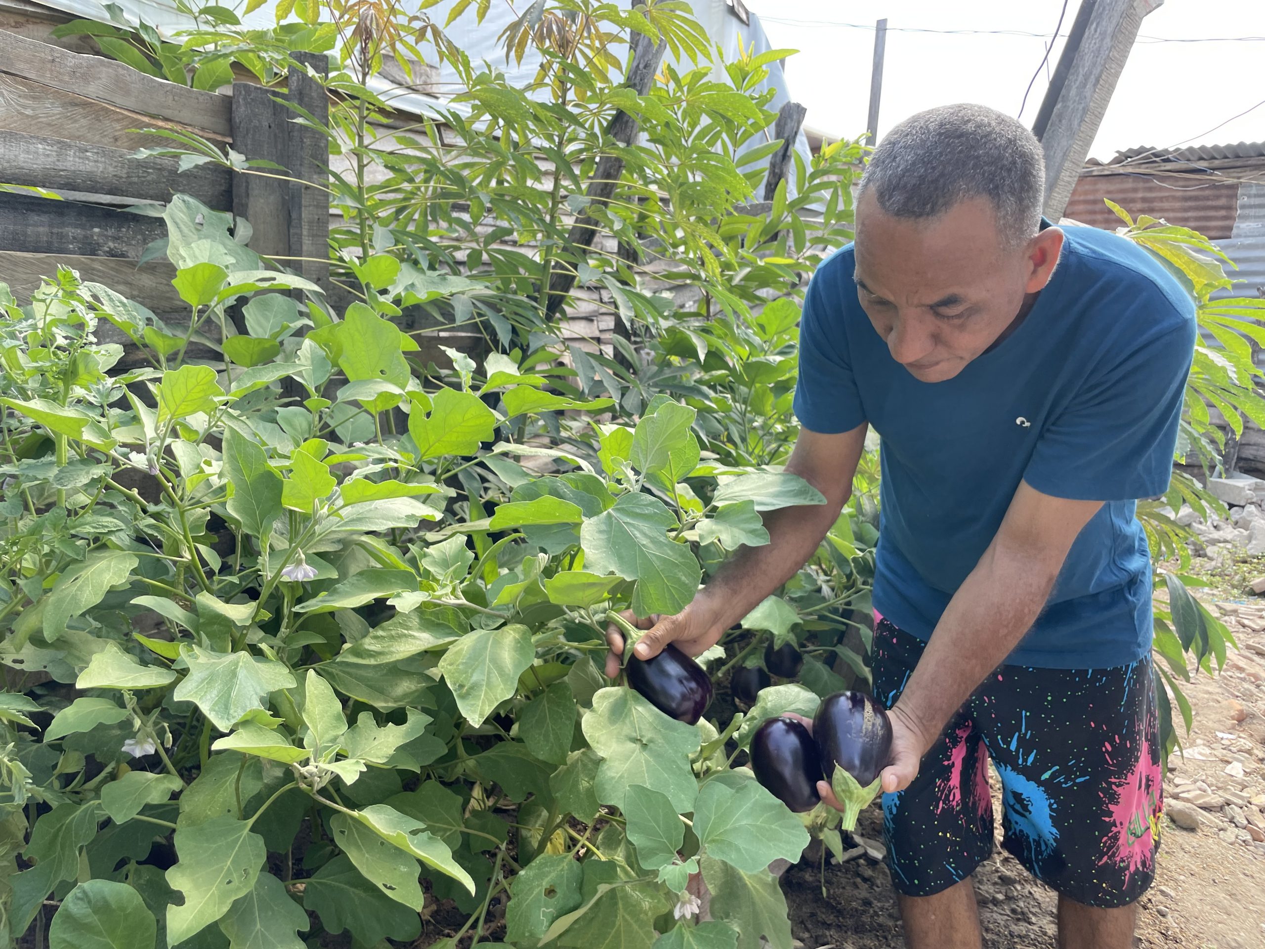 Ciudadano recogiendo Berenjenas de la huerta