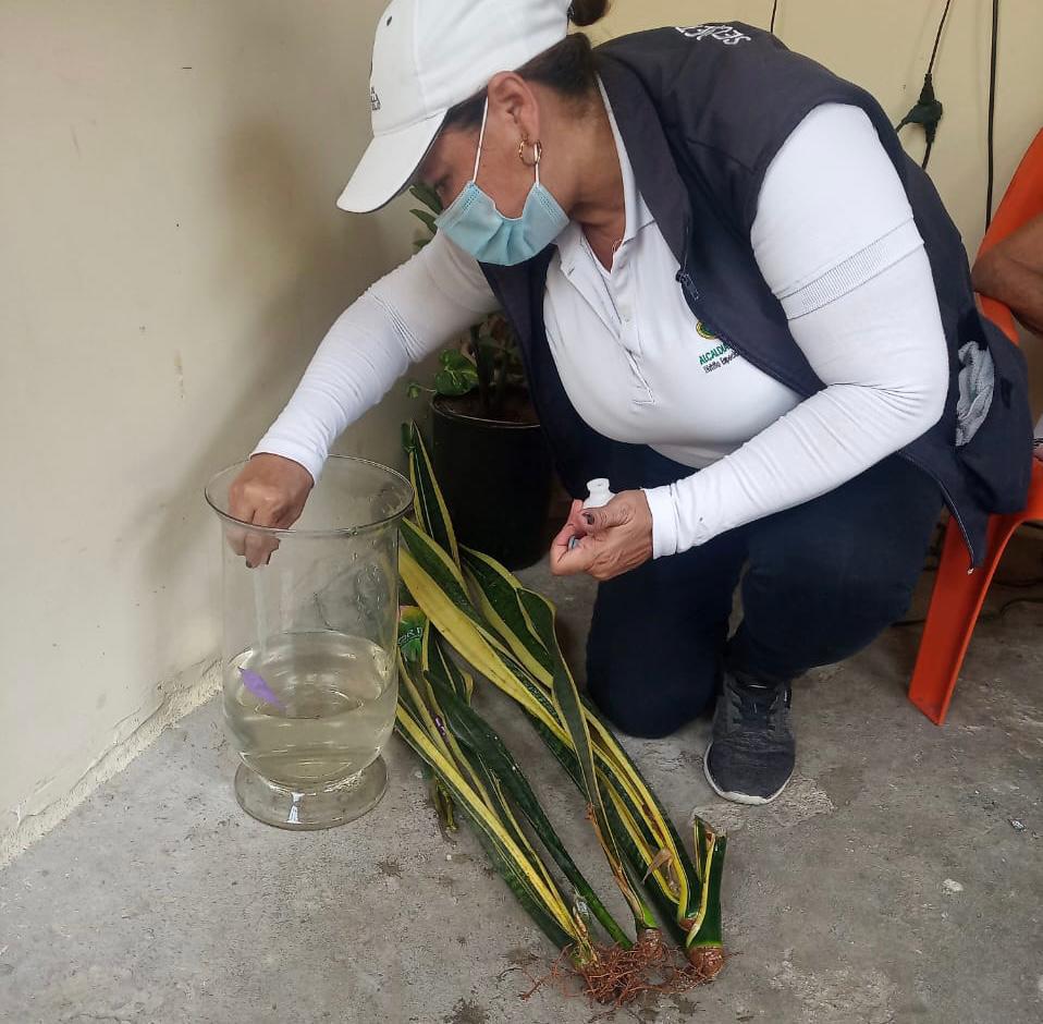 Brigadista de salud revisando aguas estancadas