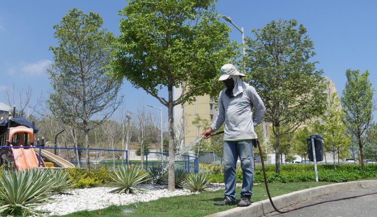 Hombre regando las zonas verdes.