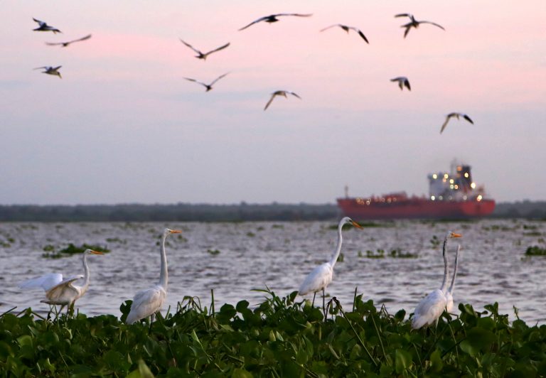 Aves en el rio magdalena