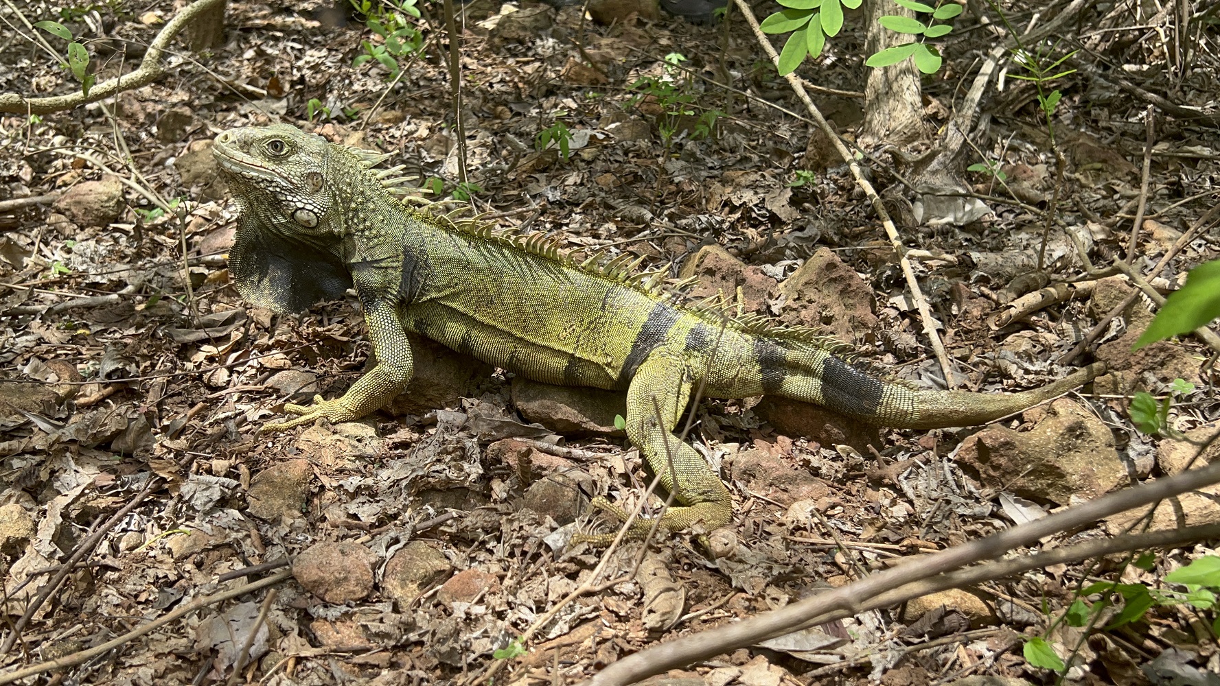 La iguana en su habita