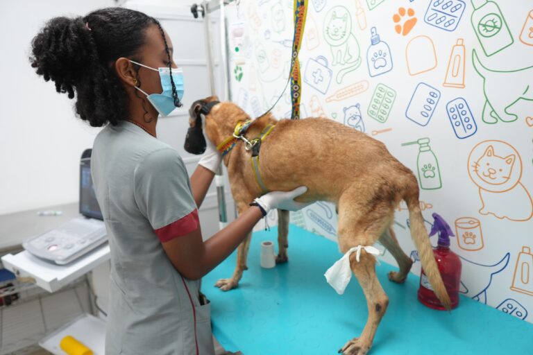 profesional atendiendo a perro.