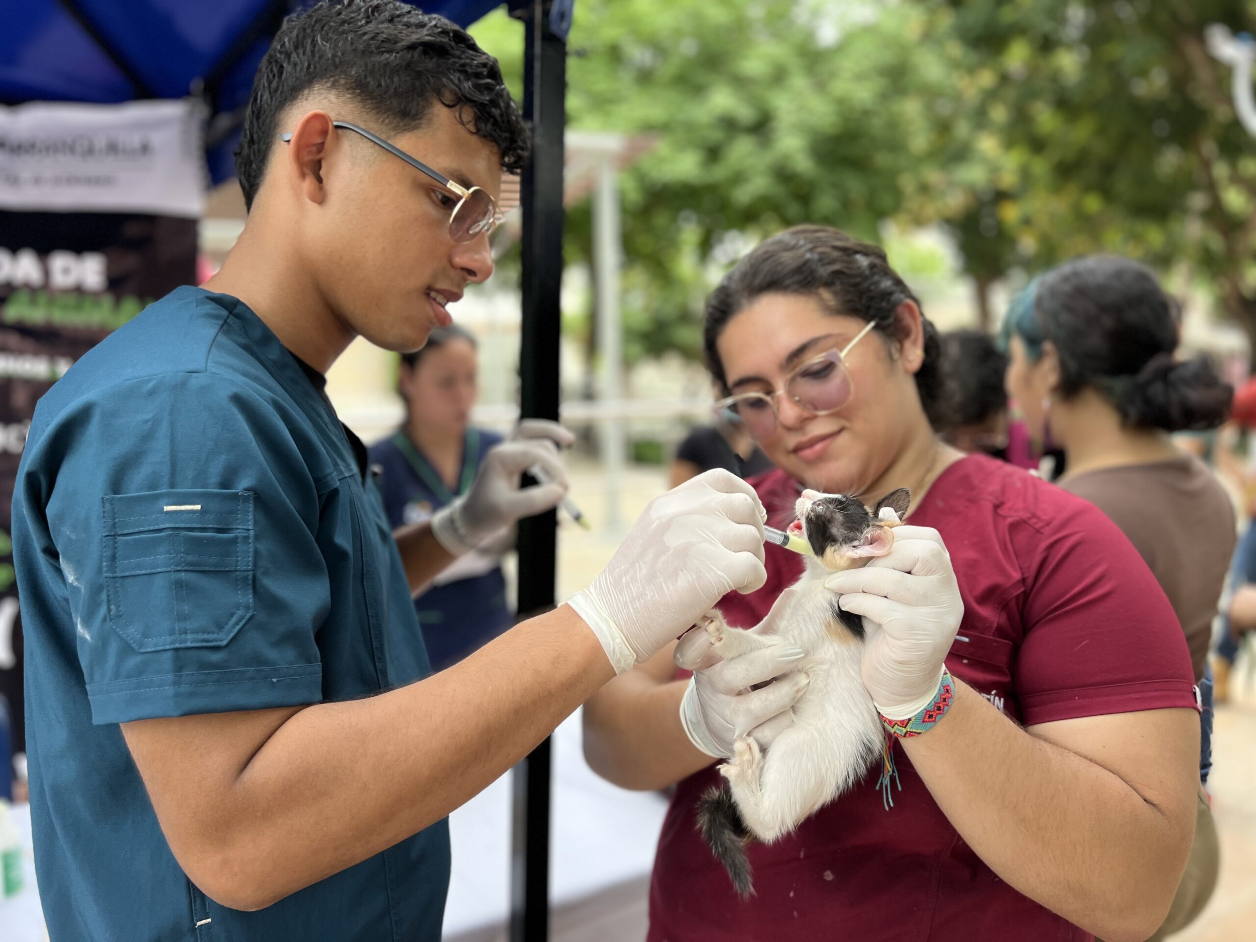 Felino recibe dosis de desparasitante en jornada de Bienestar Animal