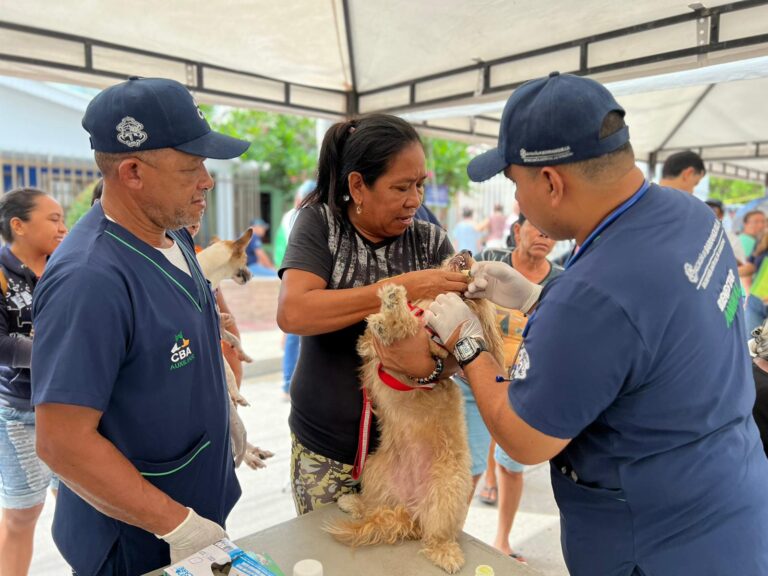 Vacunación de canino