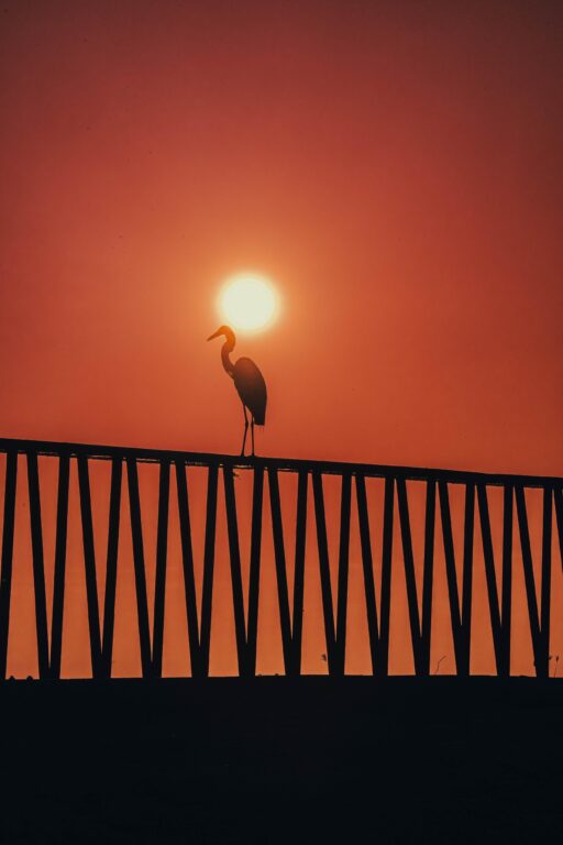 Puesta de sol con un ave sobre baranda del Malecón