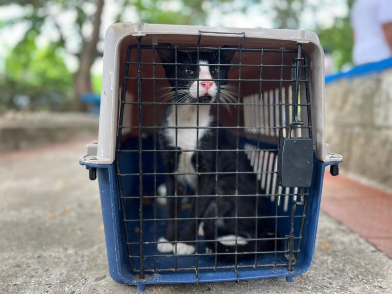 Un gato en un guacal