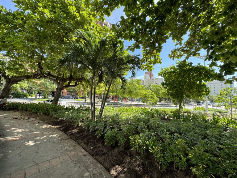 Arborización en parque de Barranquilla, programa siembra +