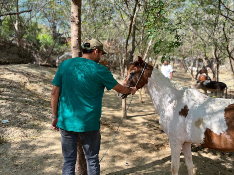 Veterinario acaricia a un caballo rescatado en el campo como parte del programa de Bienestar Animal.