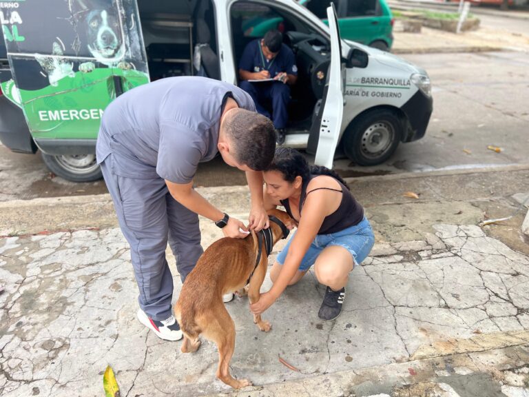 Veterinario y ciudadana atienden perro junto a vehículo de la Patrulla Animal Barranquilla.
