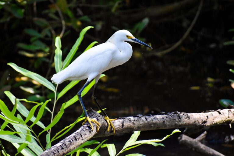 Egretta thula - Garza Patiamarilla