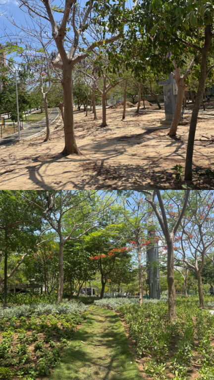 Una imagen muestra árboles dispersos en suelo seco; la otra, un área reforestada con vegetación y senderos verdes.