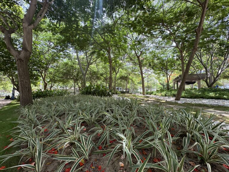 Área completamente reforestada de plantas, suelo cubierto de vegetación del parque Espejo en el barrio Villa Carolina.