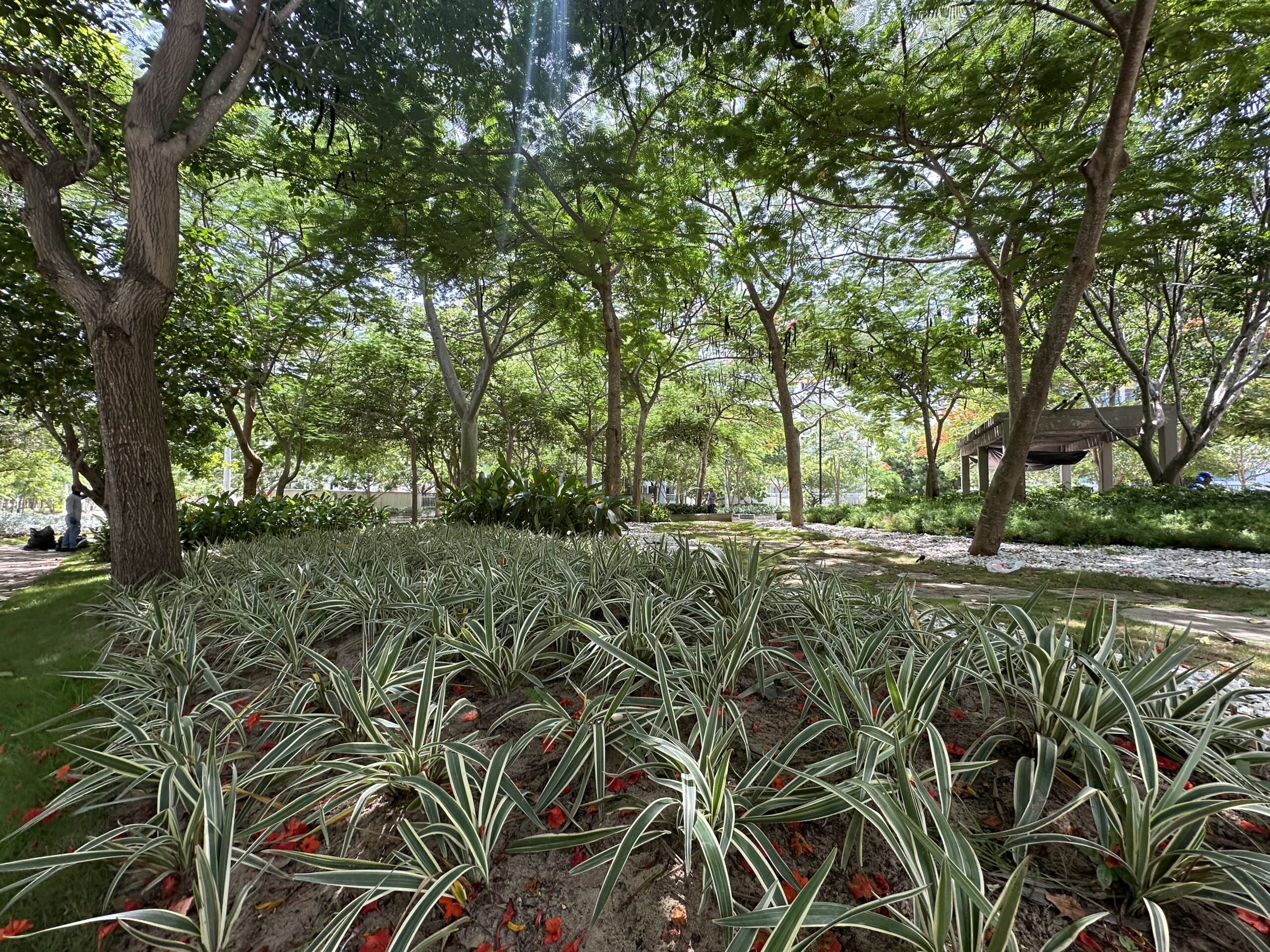 Área completamente reforestada de plantas, suelo cubierto de vegetación del parque Espejo en el barrio Villa Carolina.