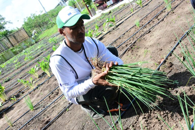 Campesino sentado sobre la tierra de cultivo con un mazo de cebollín en sus manos