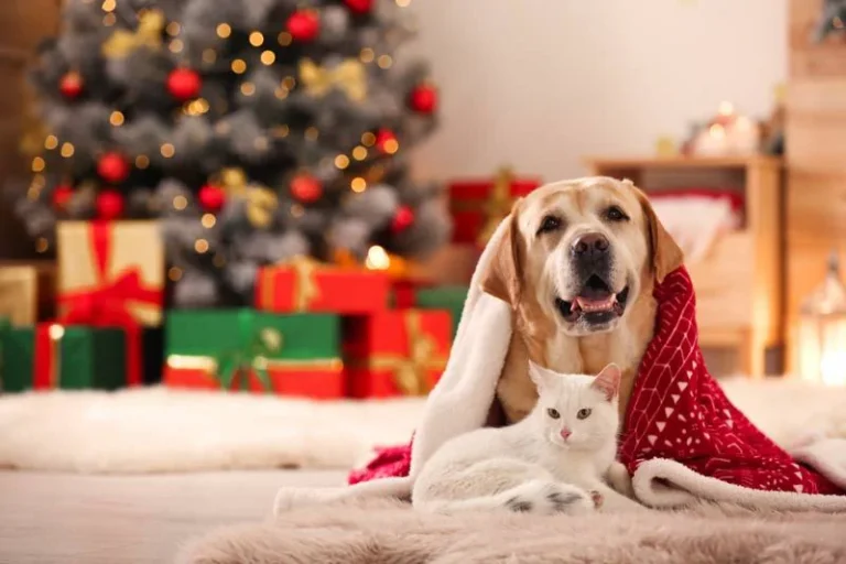 Gato y perro acostados sobre un tapete en un ambiente navideño
