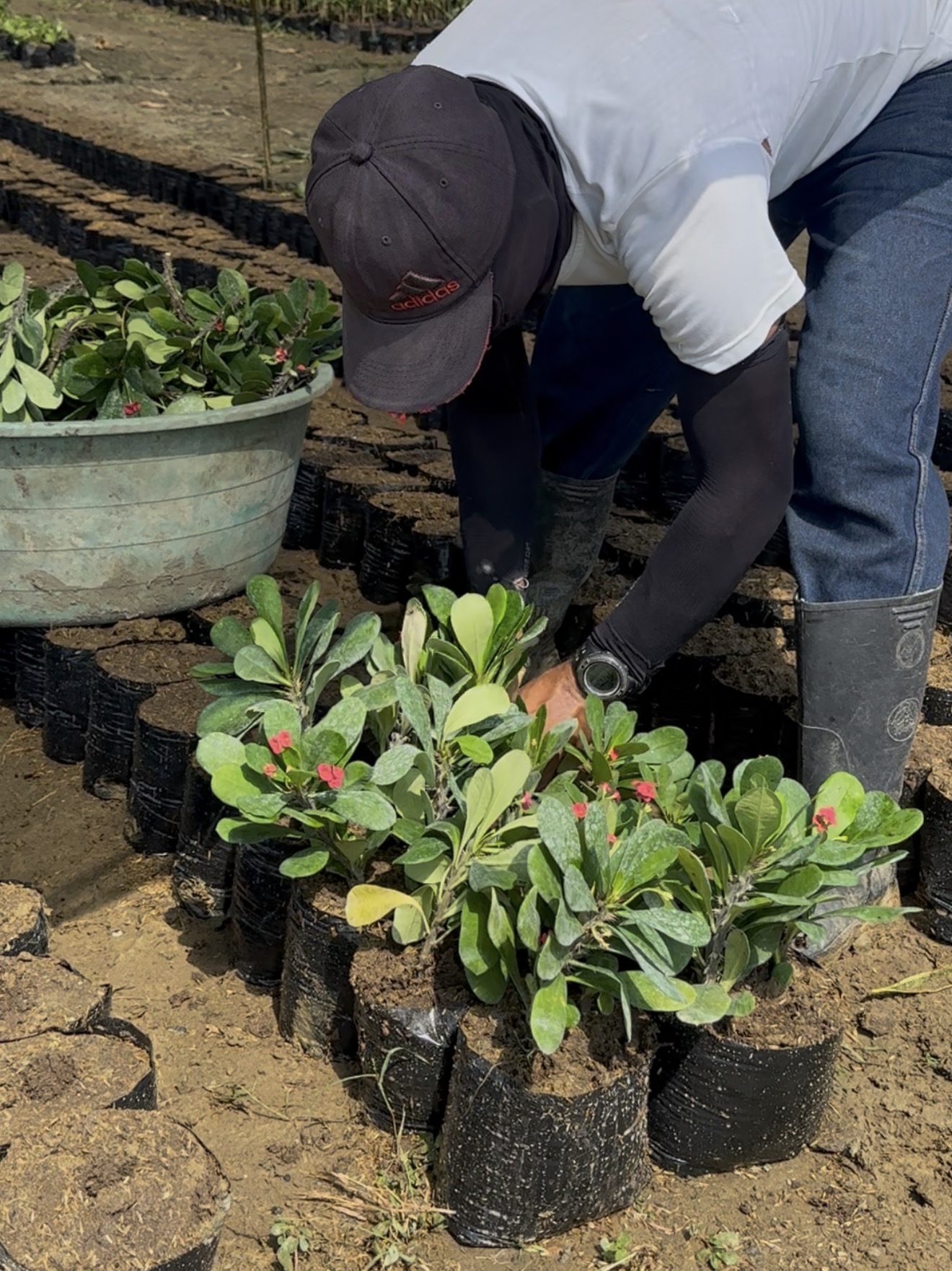 Jardinero organizando plantas para sembrar
